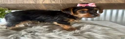 Yorkshire Terrier dogs for sale: Sage - Ad 4