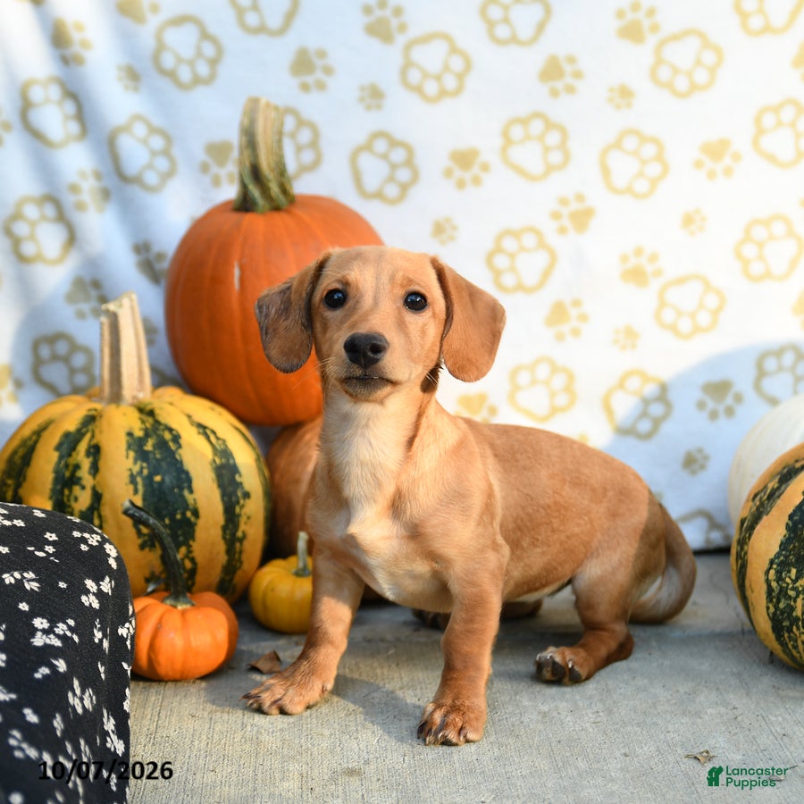 Aura (Mixed breed, Female) in Leola, PA
