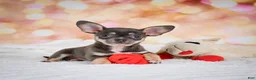 Chihuahua dogs for sale: Maggie - Ad 5