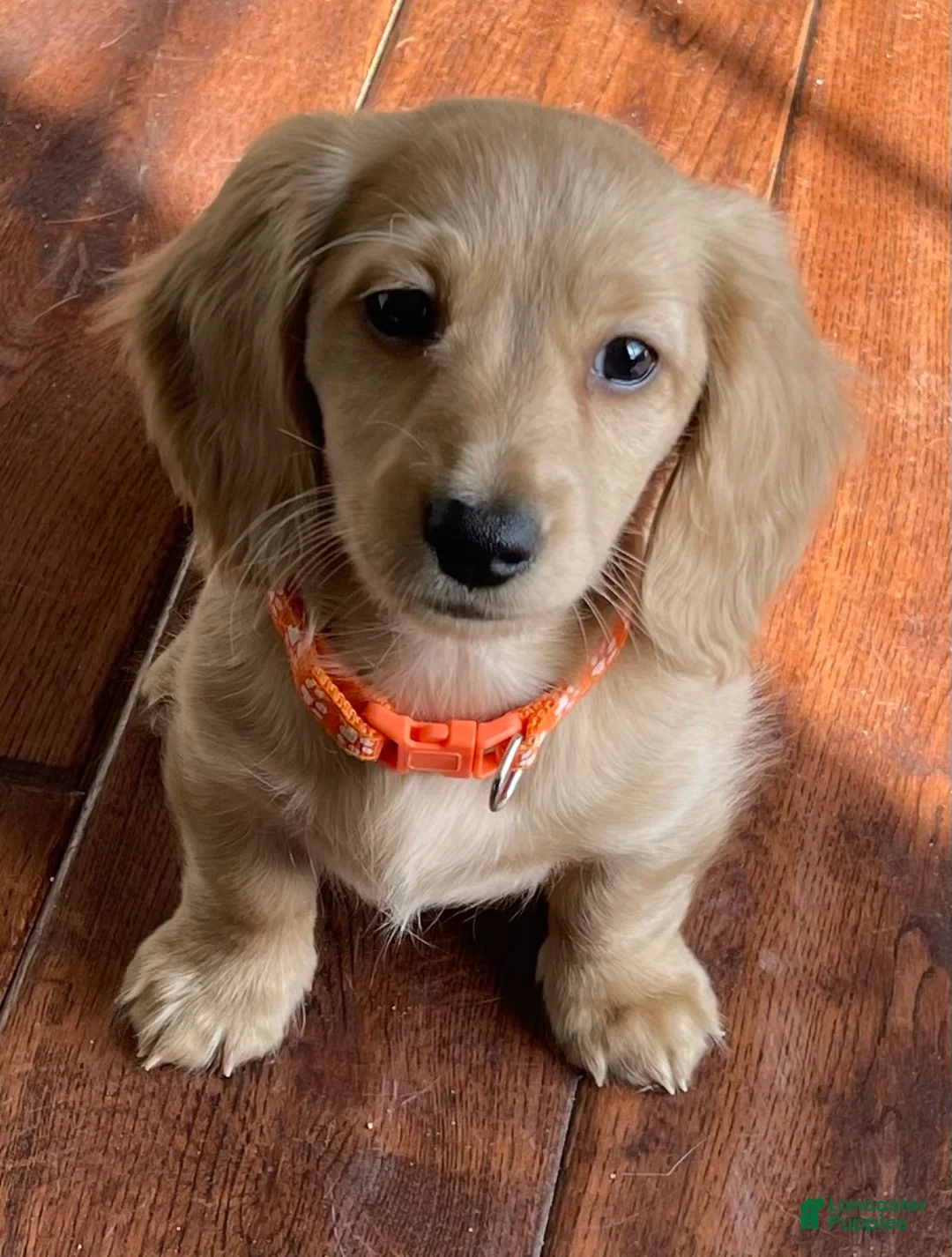 Miniature Dachshund dogs for sale: Miniature Dachshund Puppy 5 - Ad 2