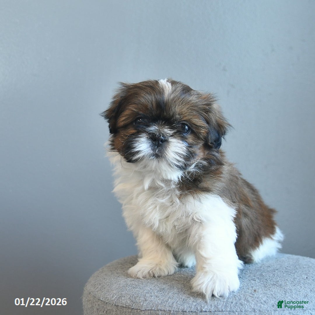 Shih Tzu dogs for sale: Cream Puff  - Ad 4