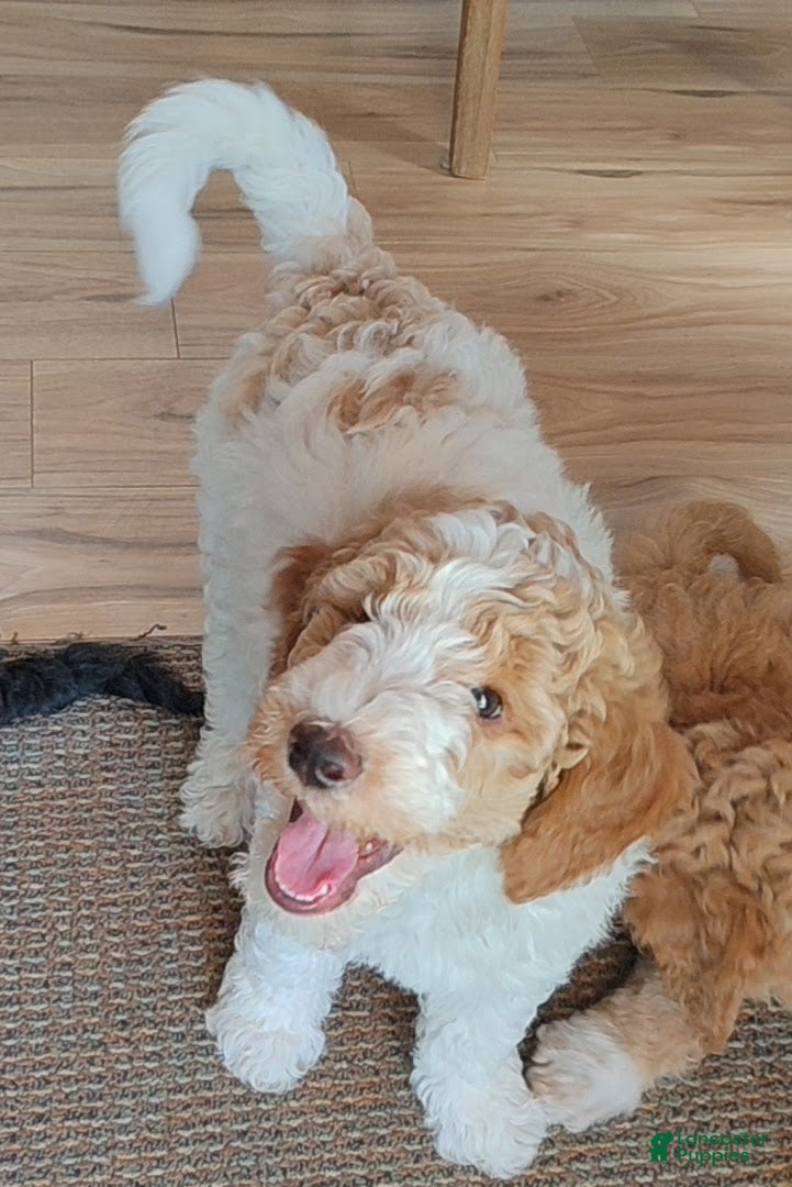 Mixed Breed dogs Oliver - Ad 2