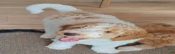 Mixed Breed dogs for sale: Oliver - Ad 2