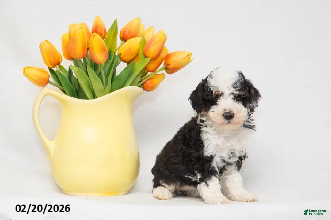 Mini Goldendoodle dogs for sale: Amanda - Ad 2