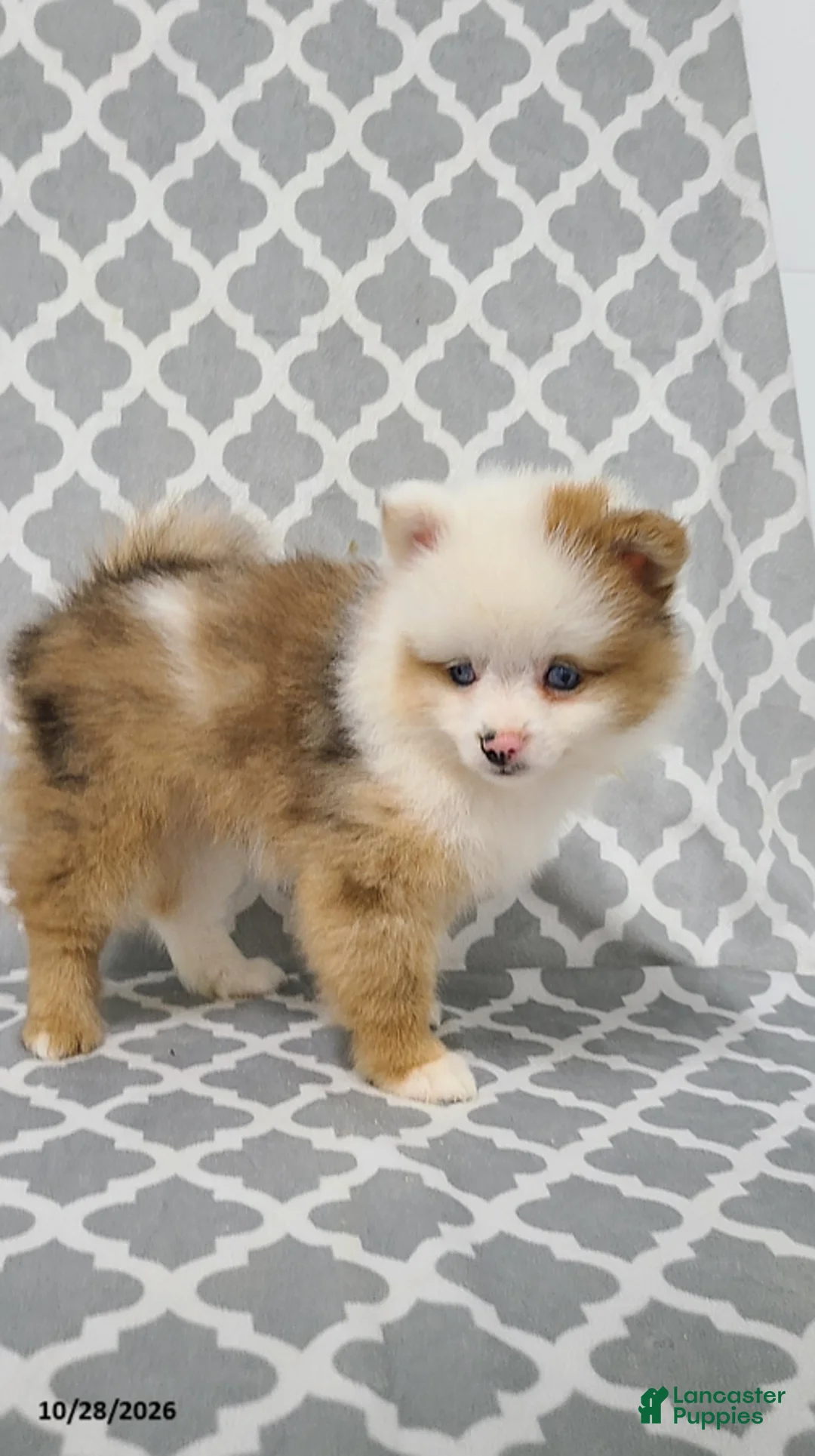 Pomeranian dogs for sale: Katie - Ad 2
