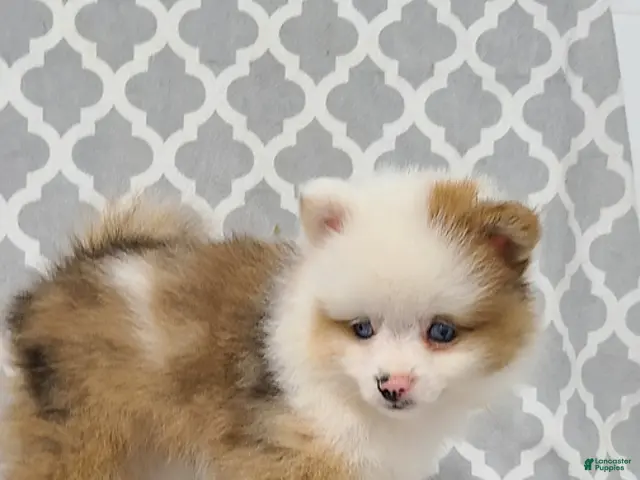 Pomeranian dogs for sale: Katie - Ad 2