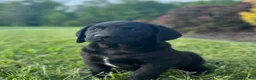 Labrador Retriever dogs for sale: Trixie - Ad 3