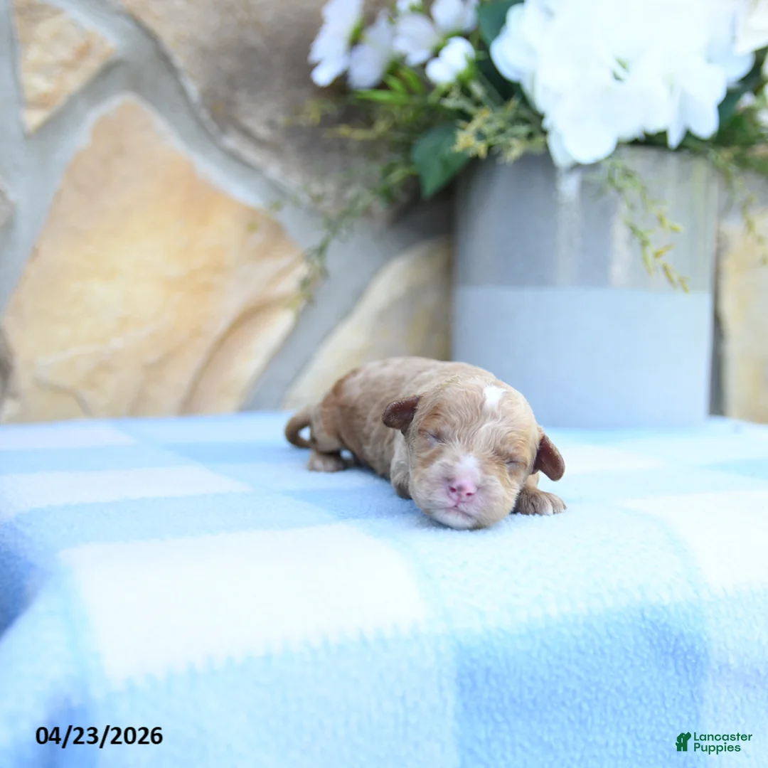 Cavapoo dogs for sale: Ferlin - Ad 1