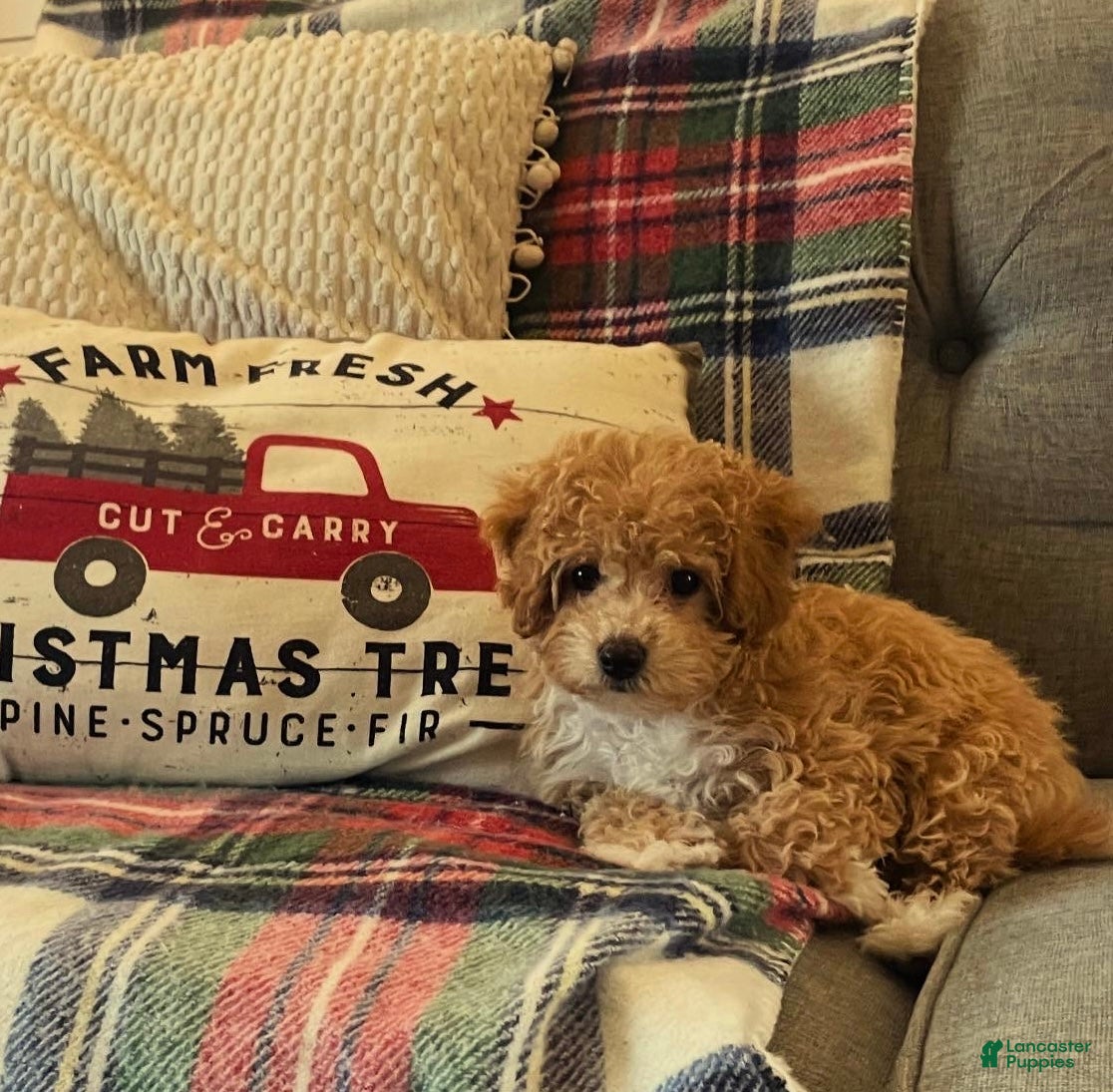 Bichpoo dogs Ella - Ad 41