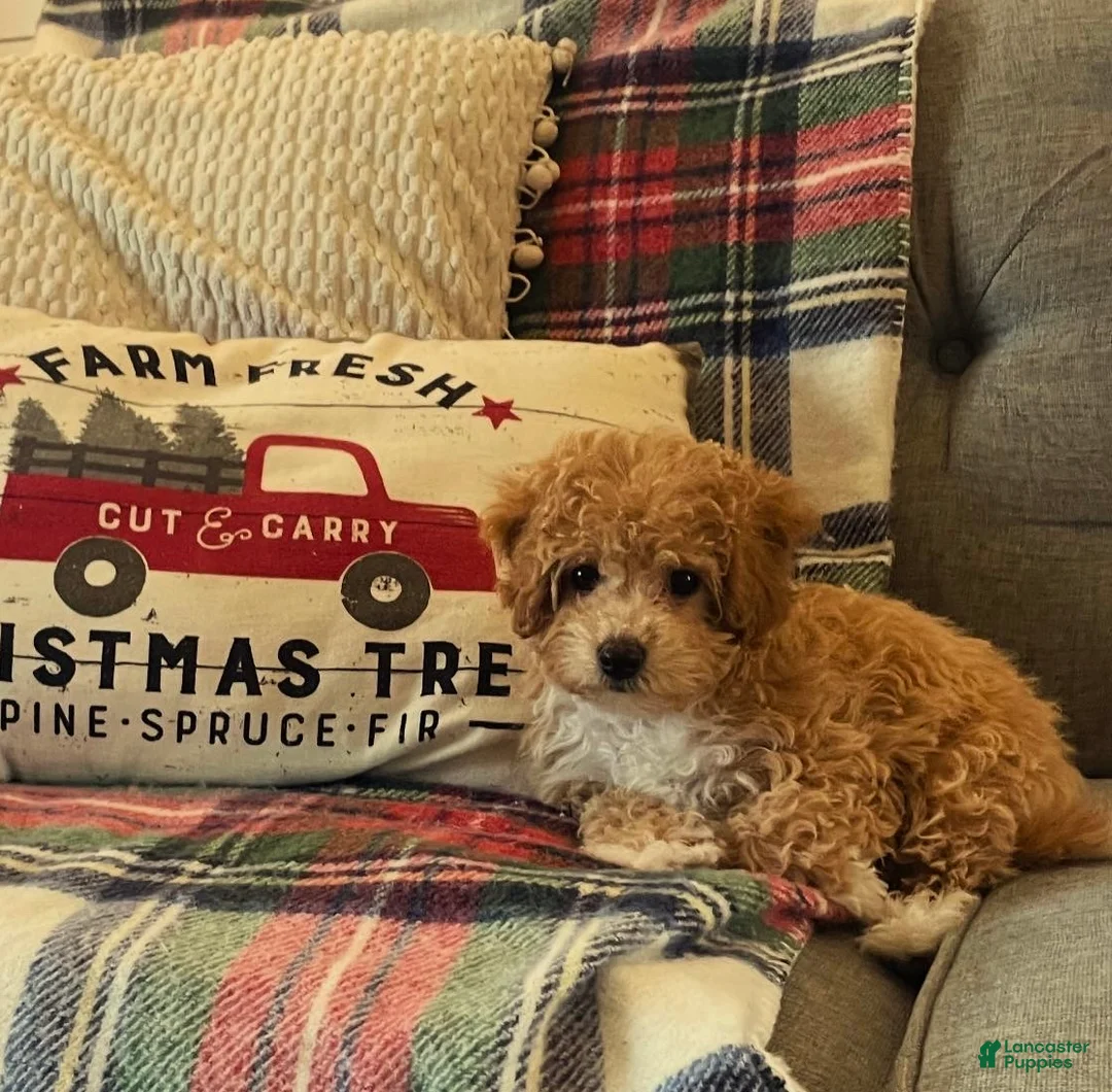 Bichpoo dogs for sale: Ella - Ad 1