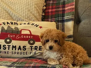 Bichpoo dogs Ella - Ad 41