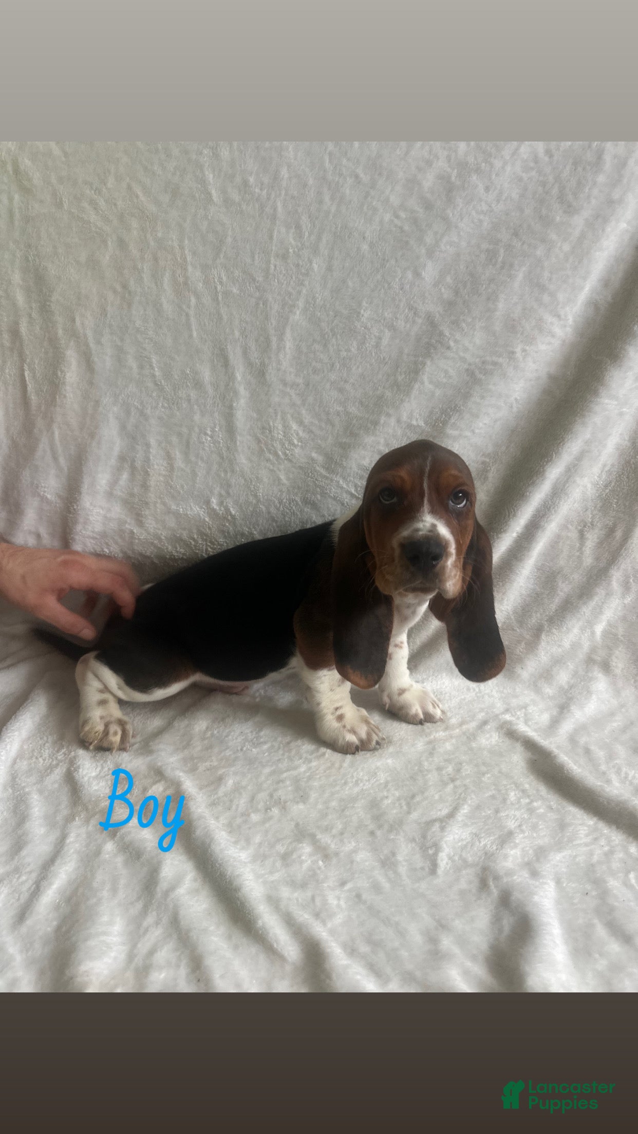 Basset Hound dogs Basset Hound Puppy 6 - Ad 4