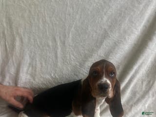 Basset Hound dogs Basset Hound Puppy 6 - Ad 4