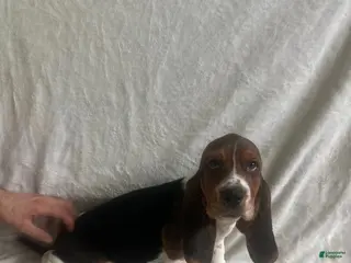 Basset Hound dogs Basset Hound Puppy 6 - Ad 26