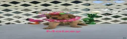 Golden Retriever dogs for sale: Maizey - Ad 3
