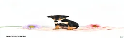 Miniature Pinscher dogs for sale: Jill       EXRTA SMALL - Ad 4