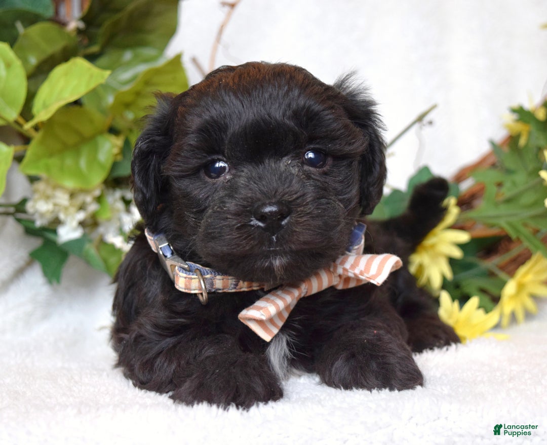 Teddy Bear dogs for sale: Benji - Ad 5