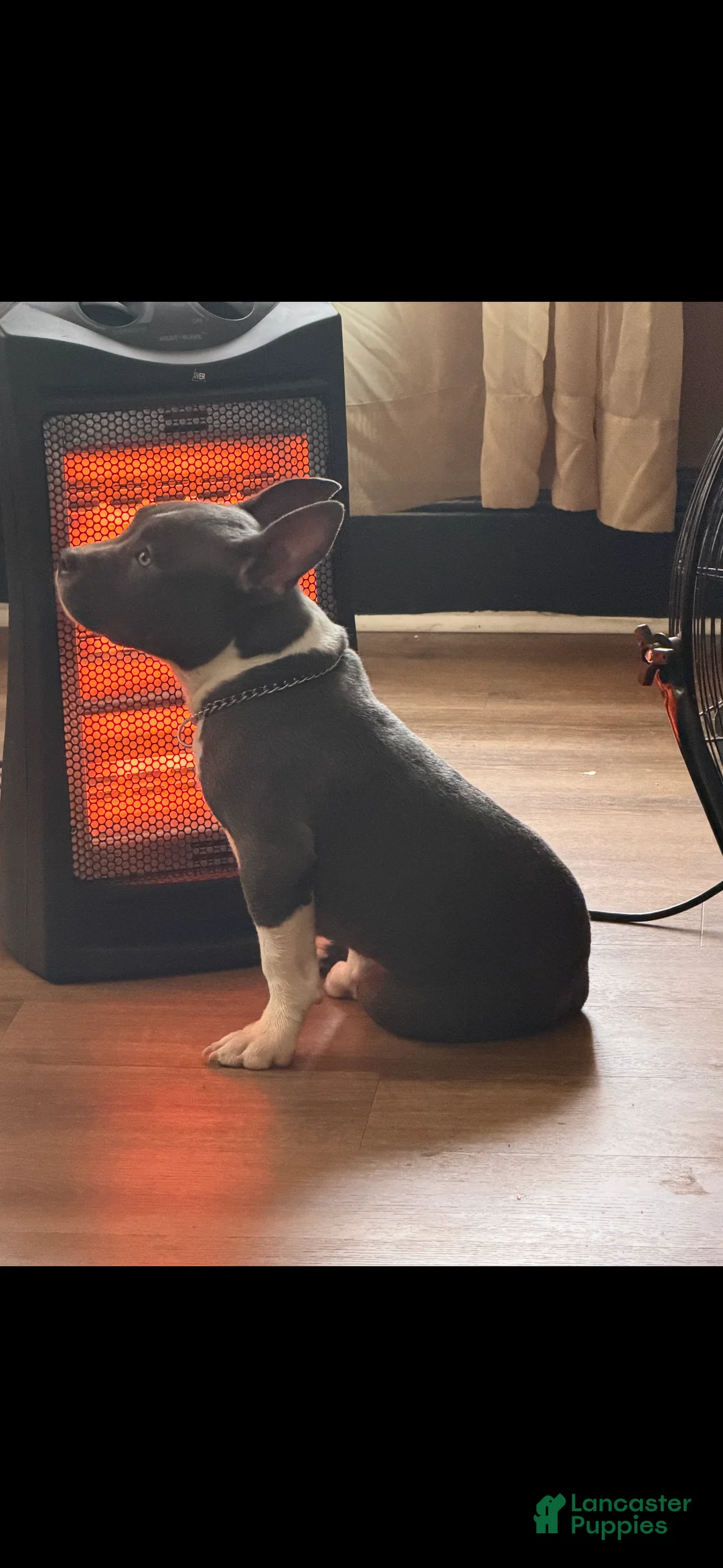 American Bully dogs for sale: American Bully Puppy 1 - Ad 2