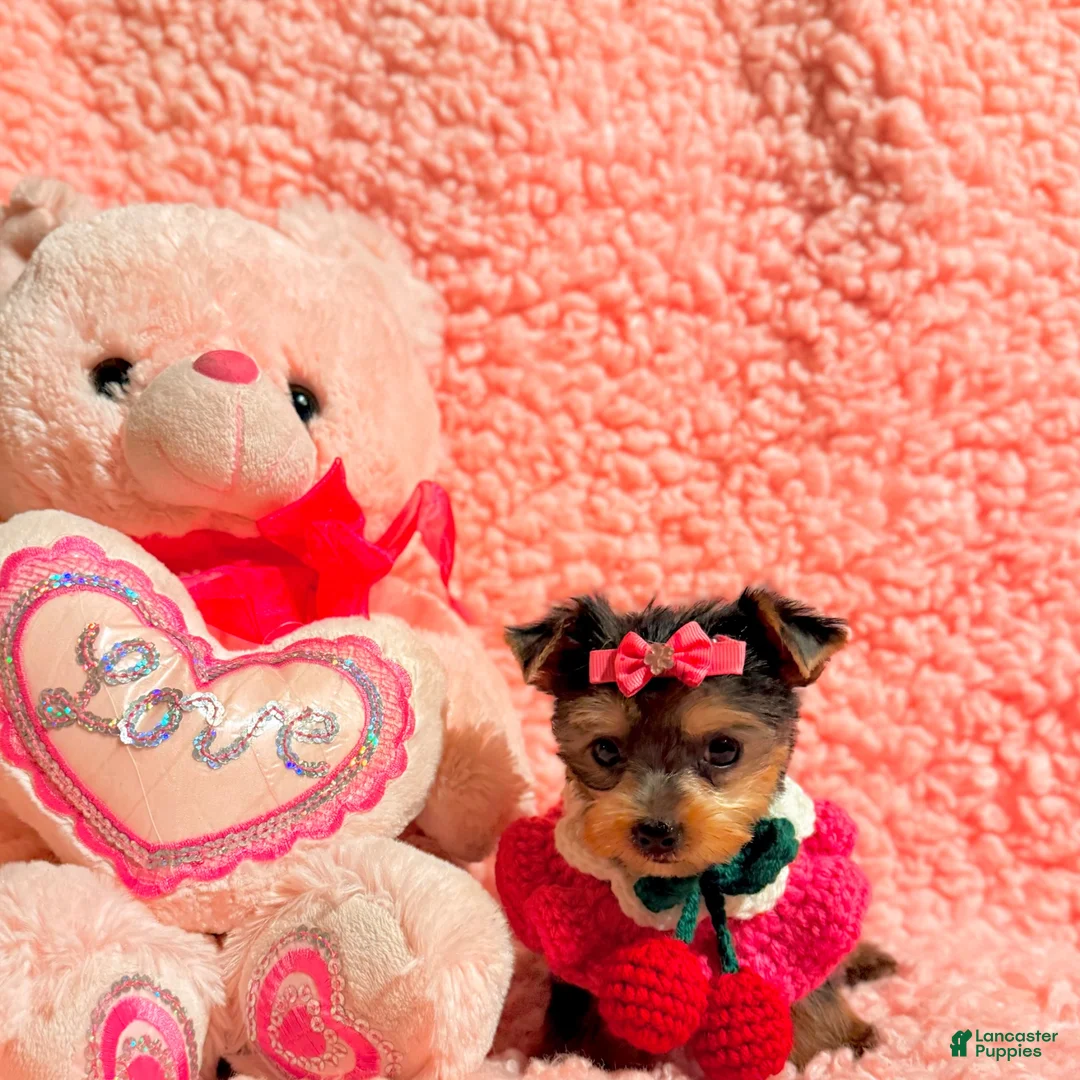 Yorkshire Terrier dogs for sale: Ella teacup  - Ad 6