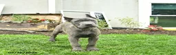 Cane Corso dogs for sale: Domino - Ad 5