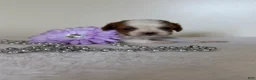 Cavalier King Charles Spaniel dogs for sale: Twinkle Cavalier King Charles Spaniel  - Ad 5
