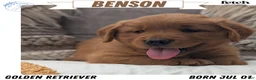Golden Retriever dogs for sale: Benson - Ad 1