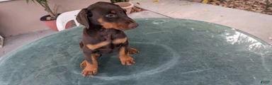 Doberman Pinscher Puppy 2