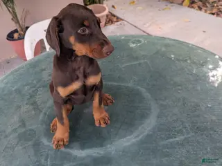 Doberman Pinscher dogs Doberman Pinscher Puppy 2 - Ad 7