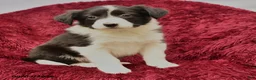 Border Collie dogs for sale: Nessie - Ad 2