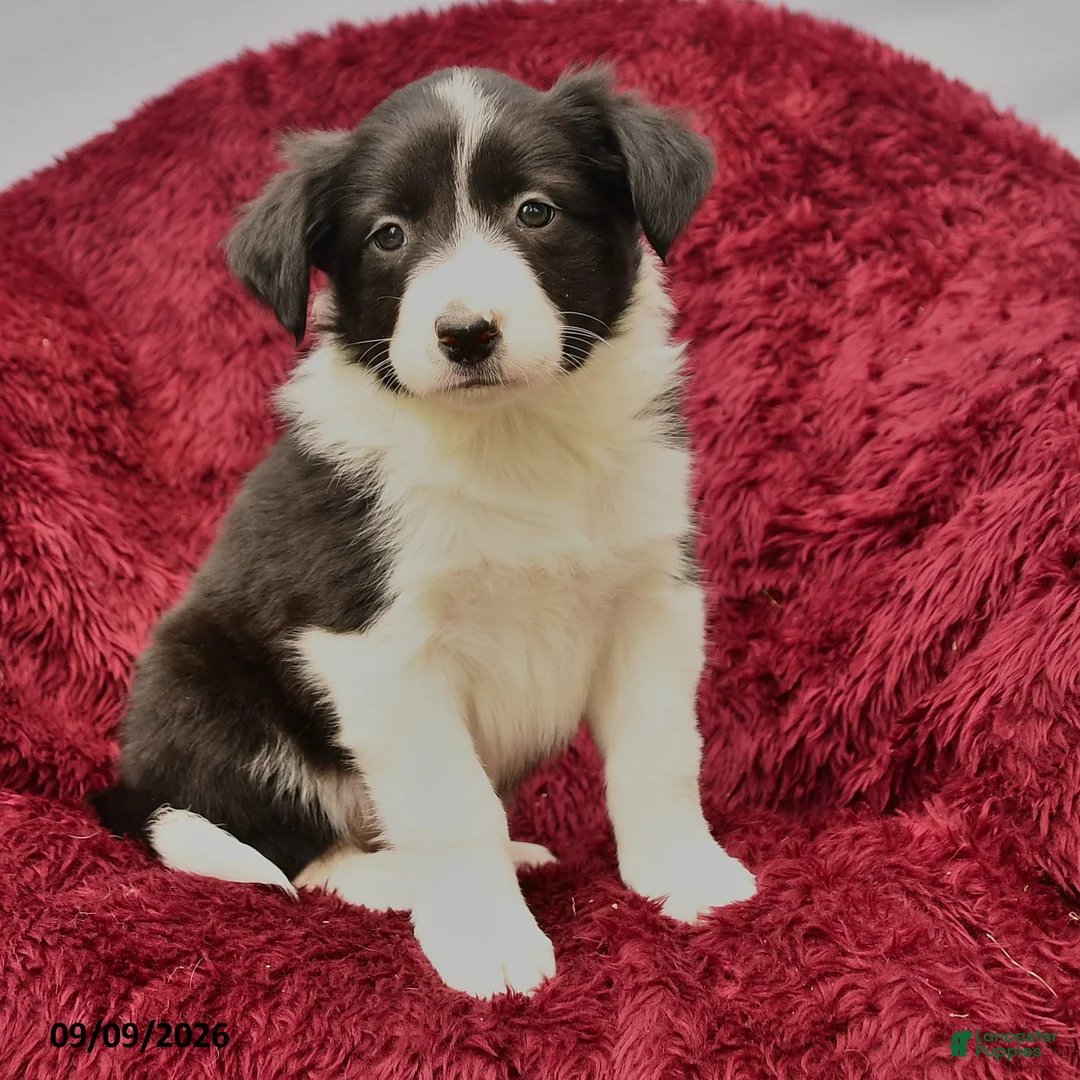 Border Collie dogs for sale: Nessie - Ad 2