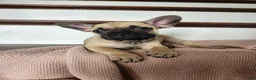 French Bulldog dogs for sale: Dumbo  - Ad 4