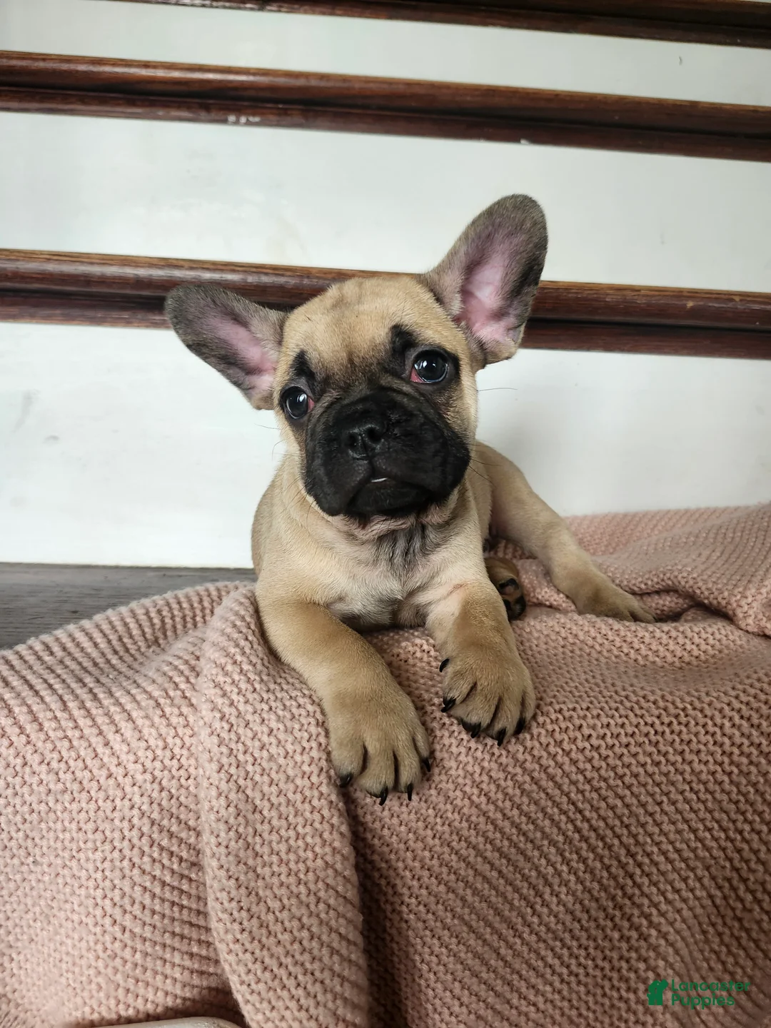 French Bulldog dogs for sale: Dumbo  - Ad 4