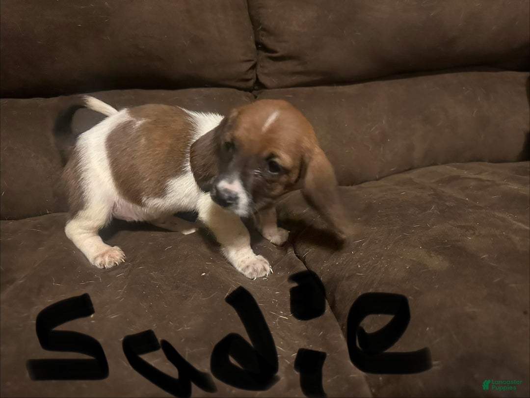 Basset Hound dogs for sale: Sadie  - Ad 1