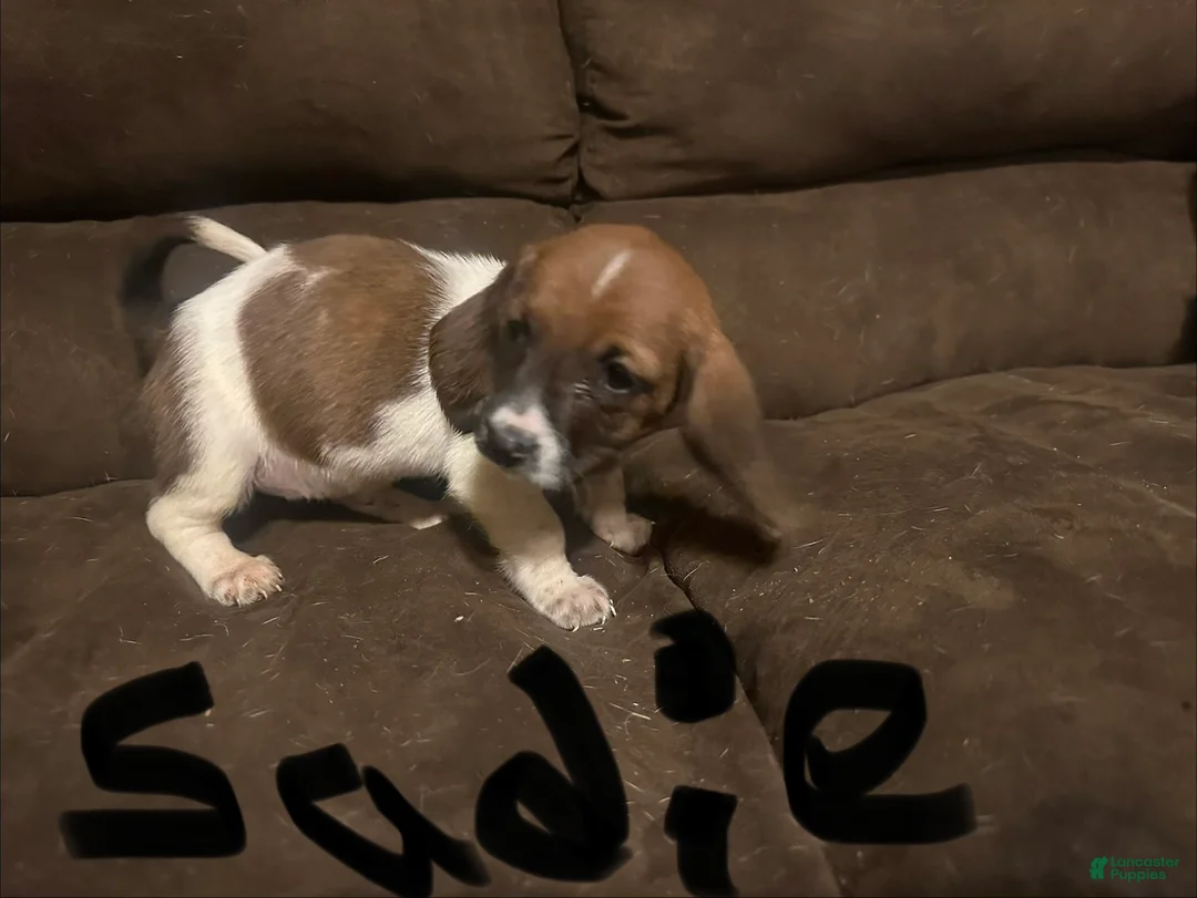 Basset Hound dogs for sale: Sadie  - Ad 1