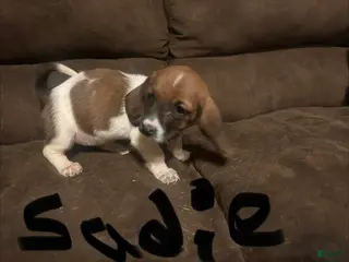 Basset Hound dogs Sadie - Ad 17