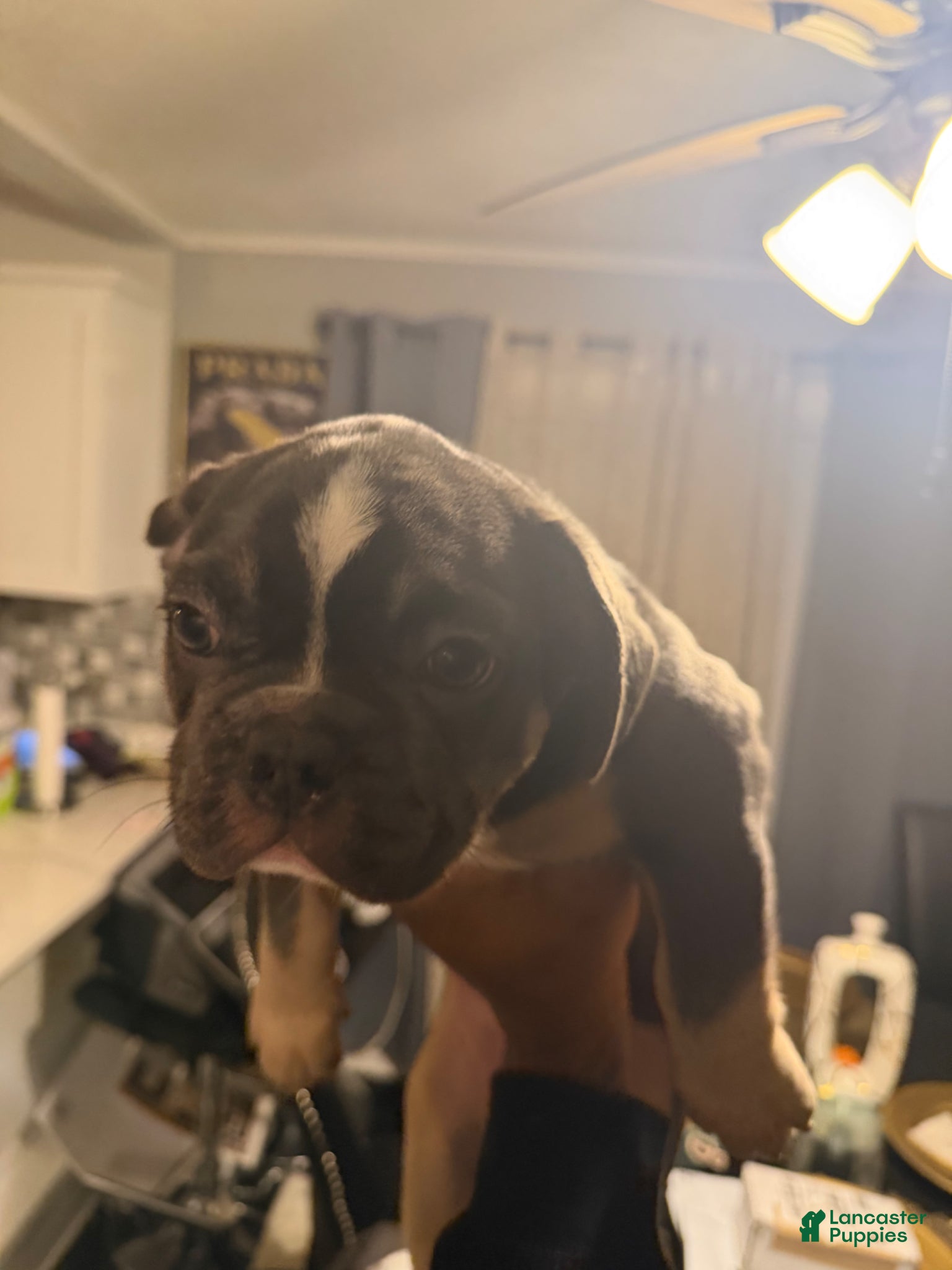 French Bulldog dogs French Bulldog Puppy 2 - Ad 22