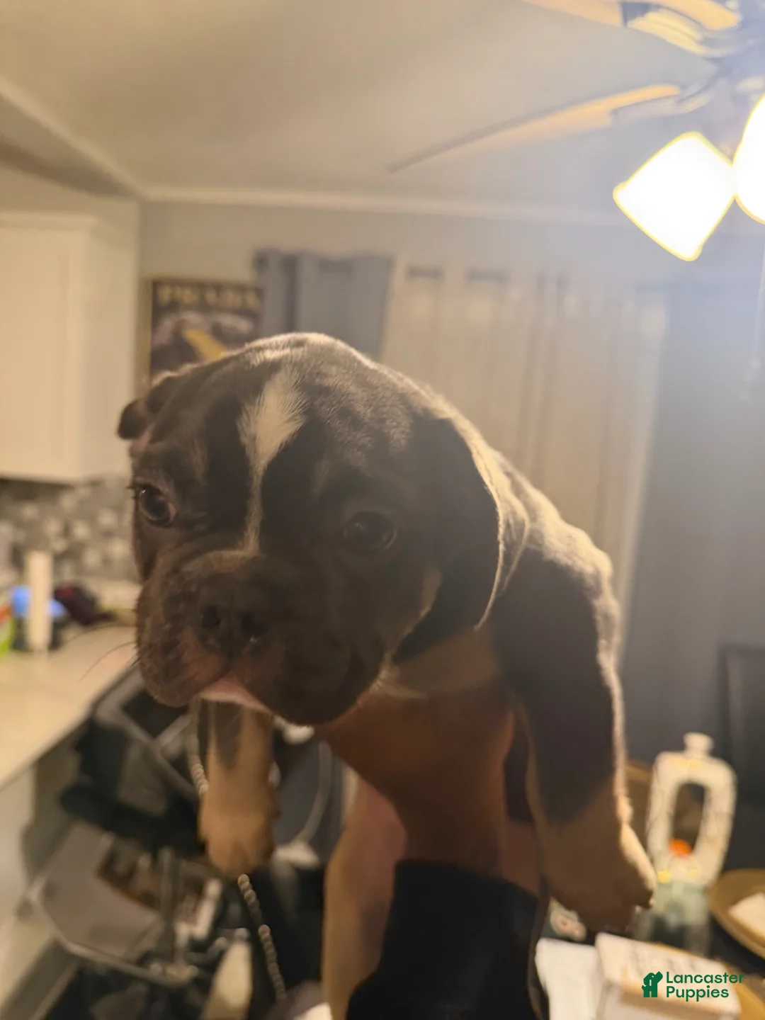 French Bulldog dogs for sale: French Bulldog Puppy 2 - Ad 1