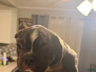 French Bulldog dogs French Bulldog Puppy 2 - Ad 22