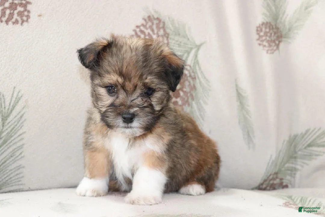 Mixed Breed dogs for sale: Curly - Ad 2