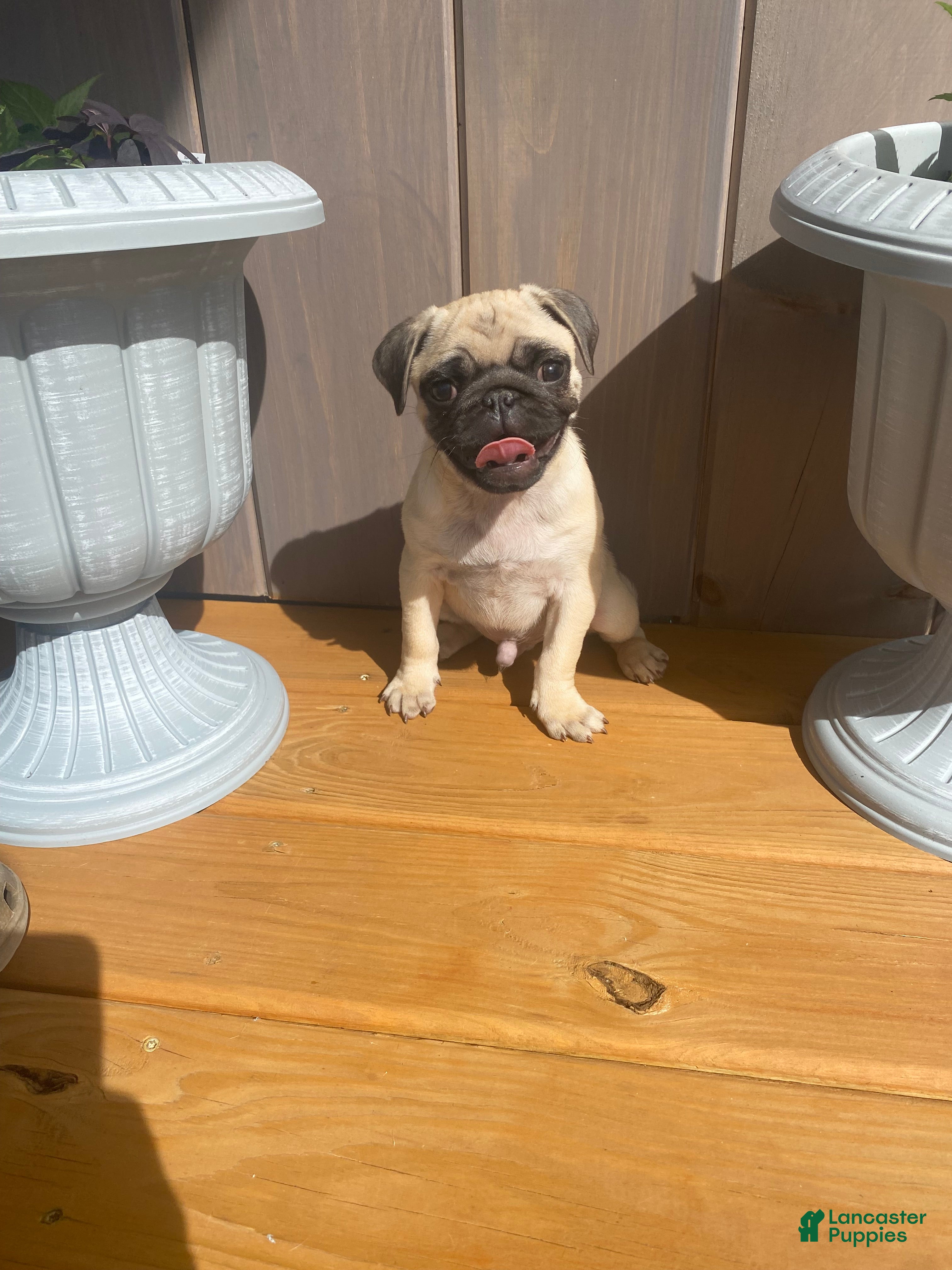 Pug dogs Pug Puppy 1 - Ad 1