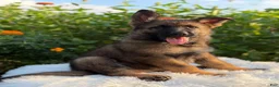 German Shepherd dogs for sale: Storm - Ad 4