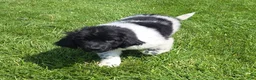 Newfoundland dogs for sale: Scarlett - Ad 6
