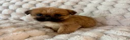 Mixed Breed dogs for sale: Lyla - Ad 2