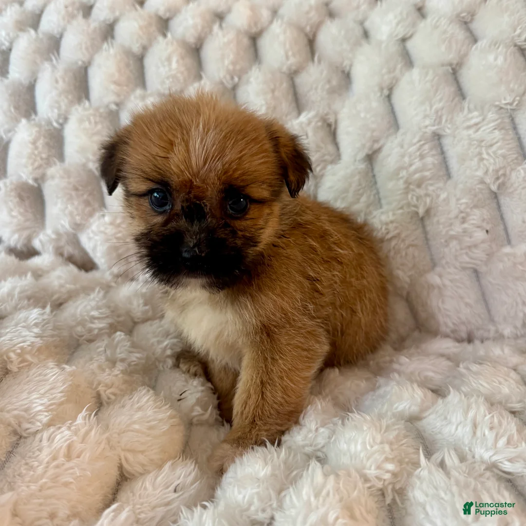 Mixed Breed dogs for sale: Lyla - Ad 2