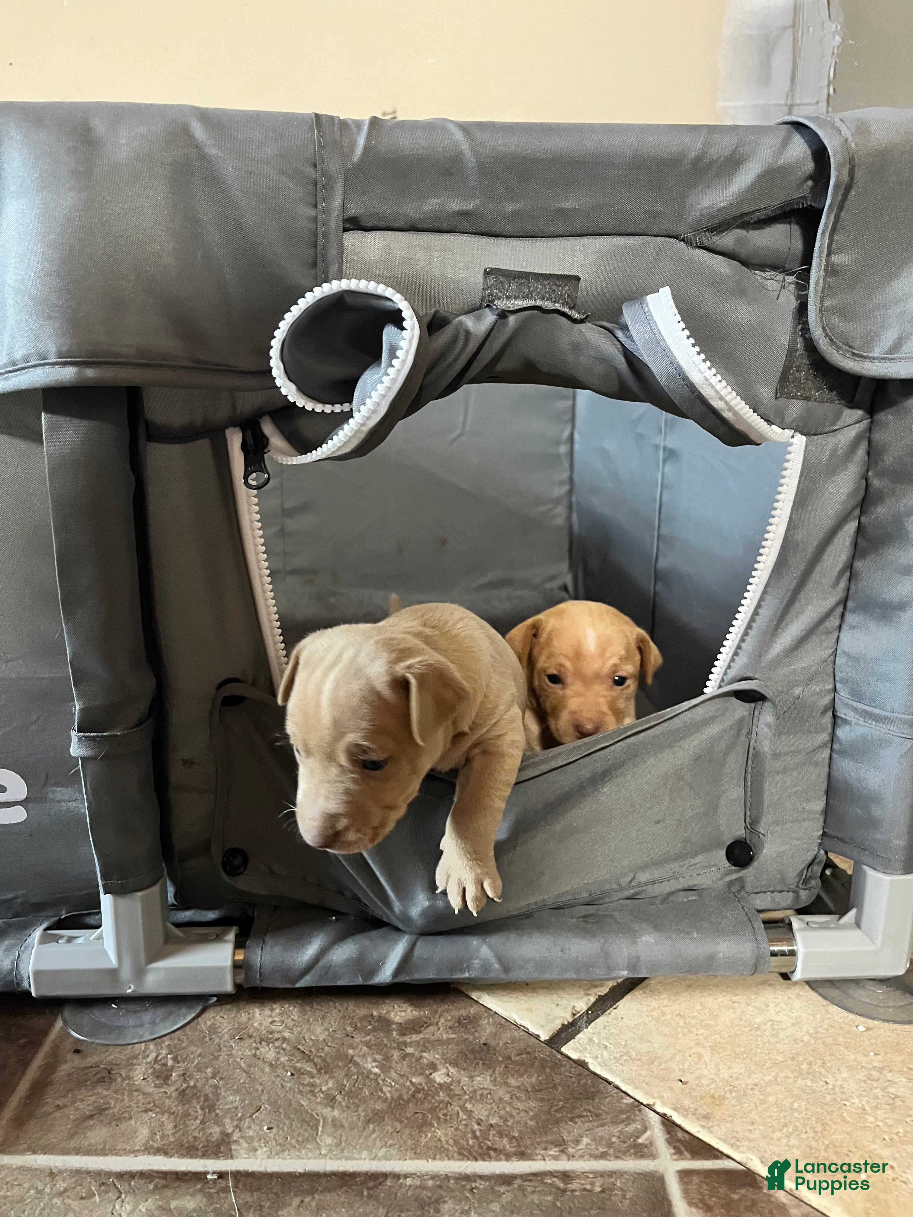 Rat Terrier dogs Flora - Ad 10