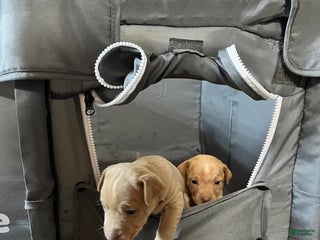 Rat Terrier dogs Flora - Ad 5