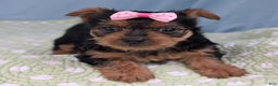 Yorkshire Terrier dogs for sale: Sugar Cookie - Ad 6