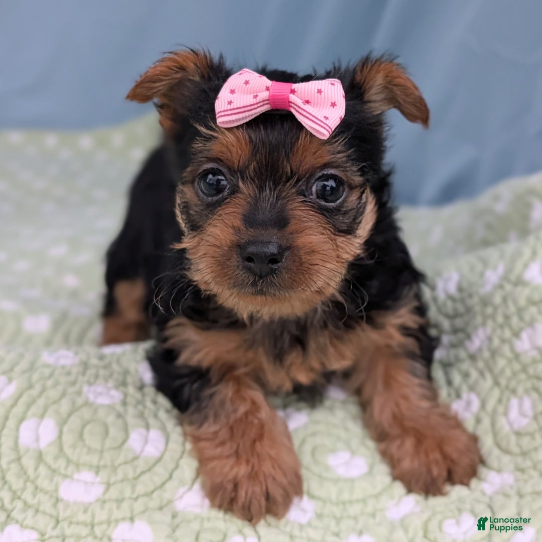 Yorkshire Terrier dogs for sale: Sugar Cookie - Ad 6