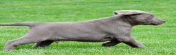 Labrador Retriever dogs for sale: Bobo - Ad 9