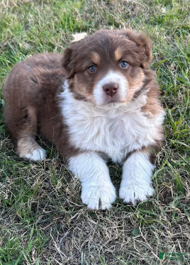 Australian Shepherd dogs Red Tri Male - Ad 2